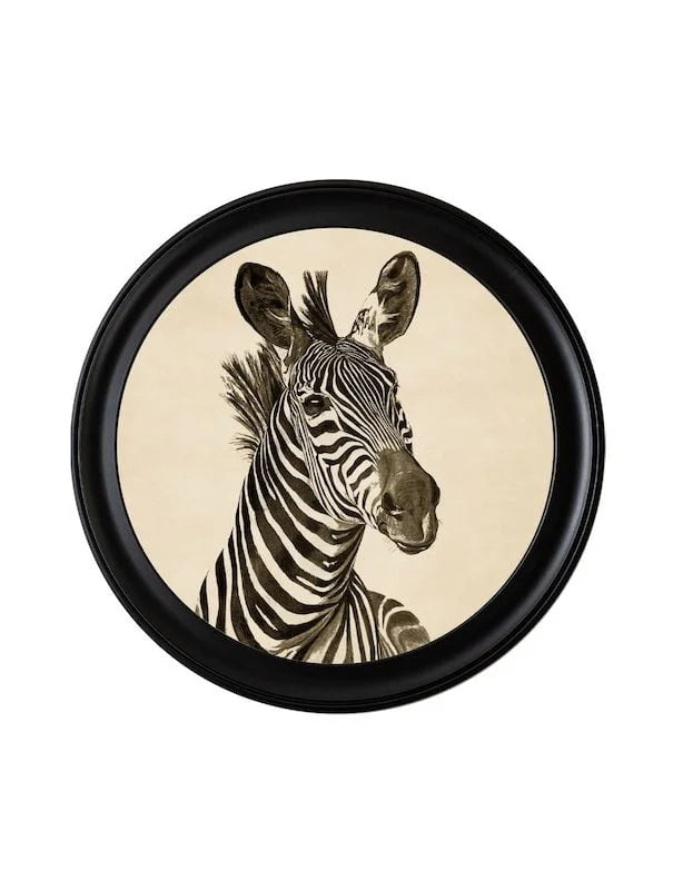 c1890 Zebra Illustrations in Round Frame