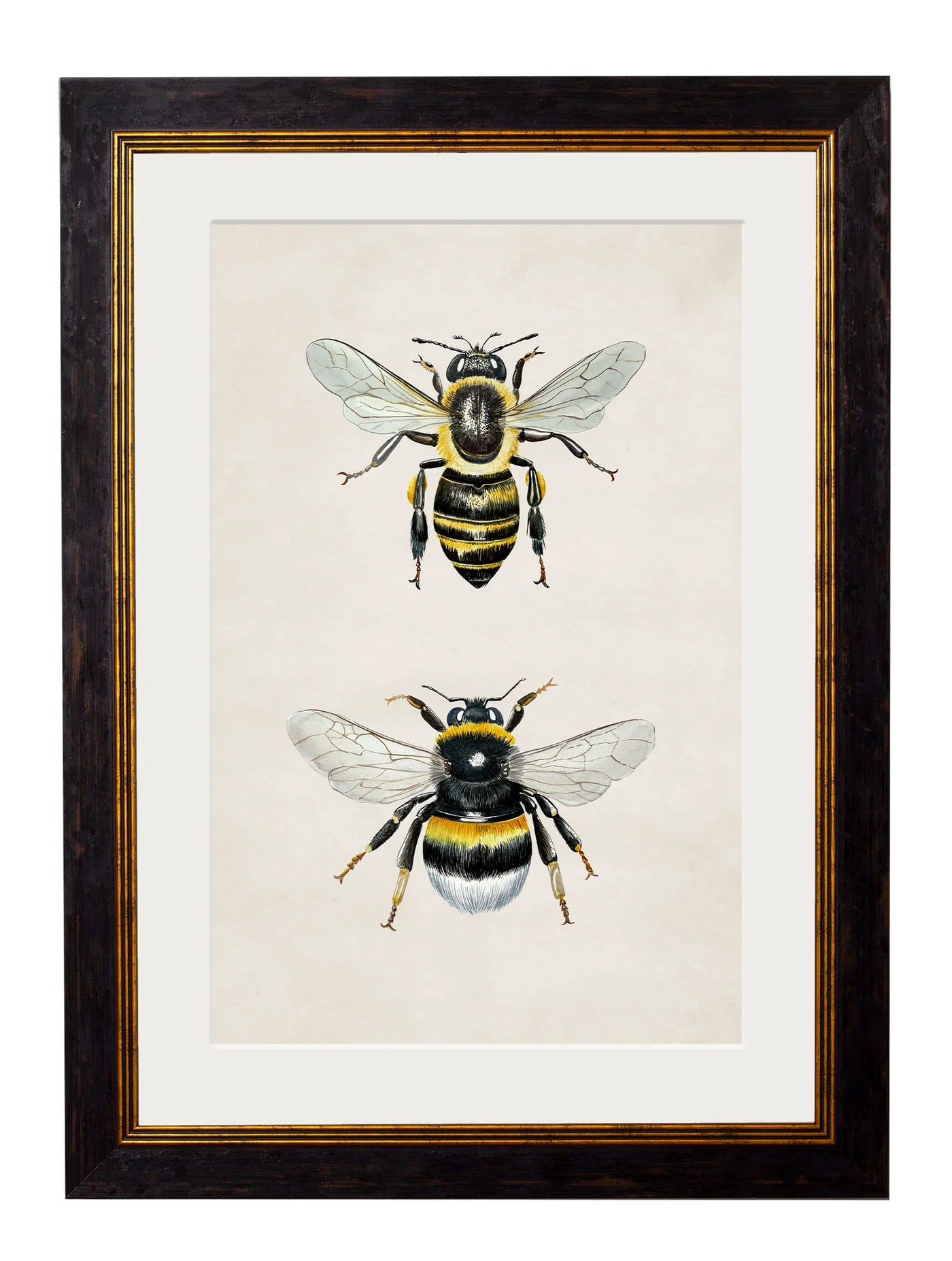 Honey and Bumble Bee - TheArtistsQuarter