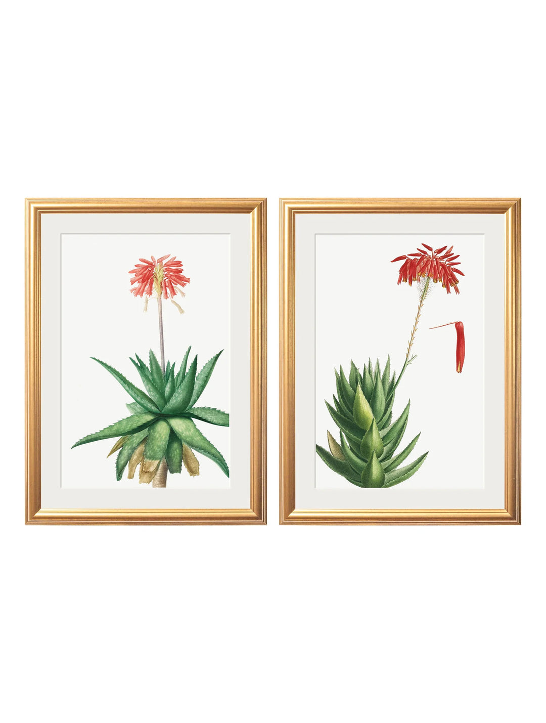 Red Floral Illustrations Set of 2 Prints - TheArtistsQuarter