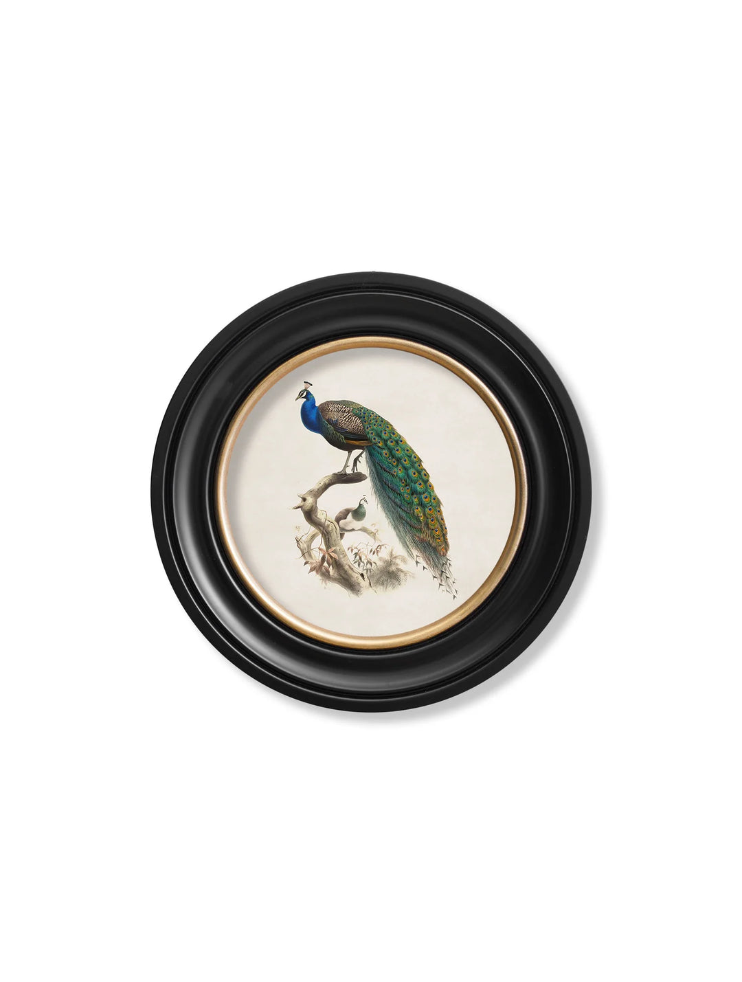 c.1800s Peacock in Round Frame - TheArtistsQuarter