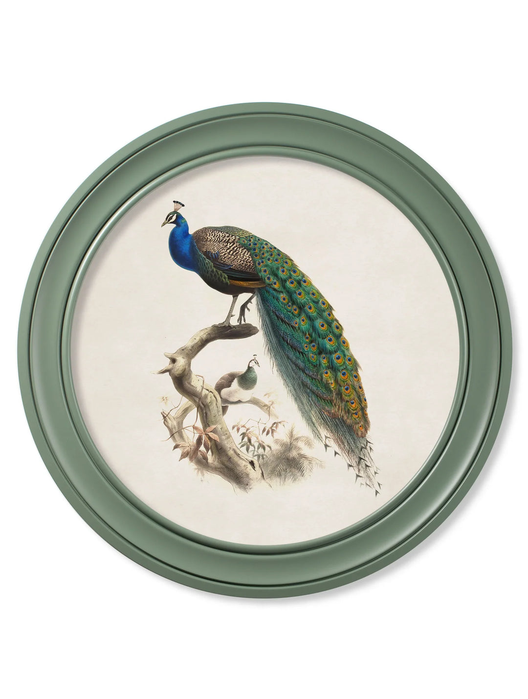 c.1800s Peacock in Round Frame - TheArtistsQuarter