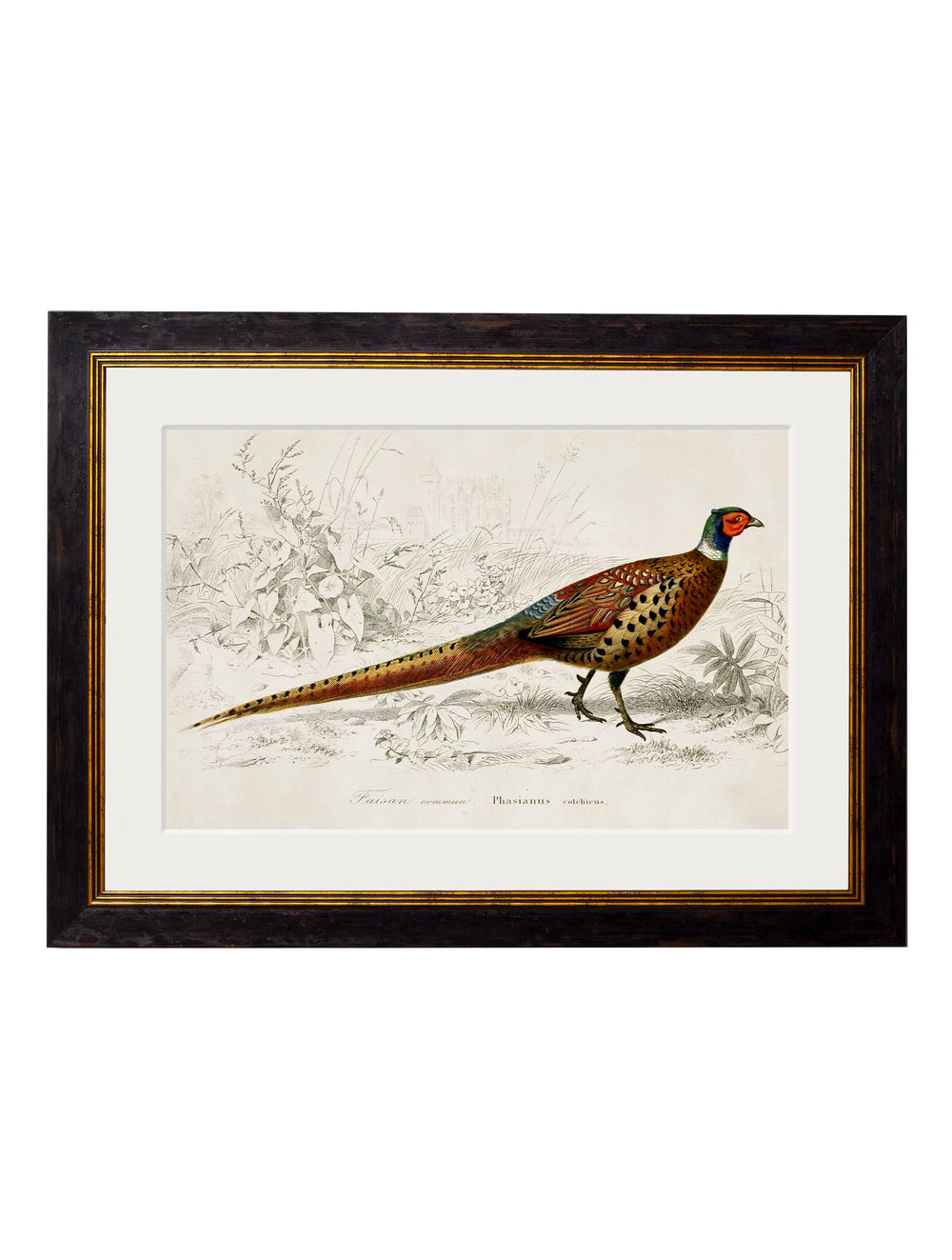 c.1850's Pheasant (Landscape) - TheArtistsQuarter