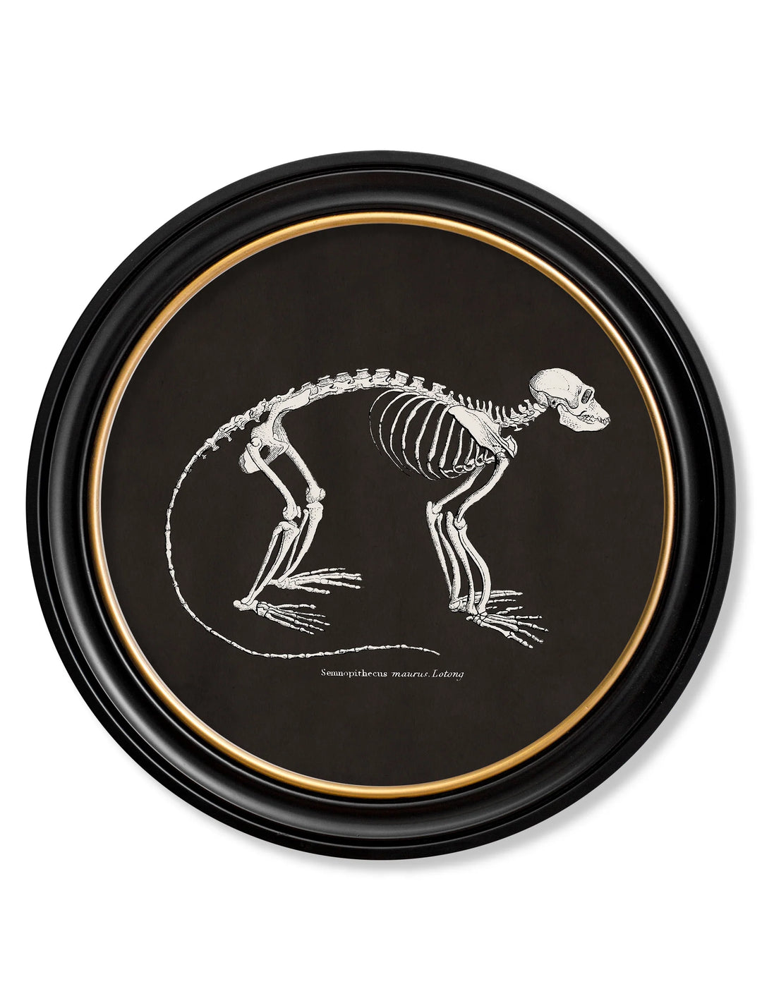 c.1870 Anatomical Skeletons - Dark - Round Frames - TheArtistsQuarter