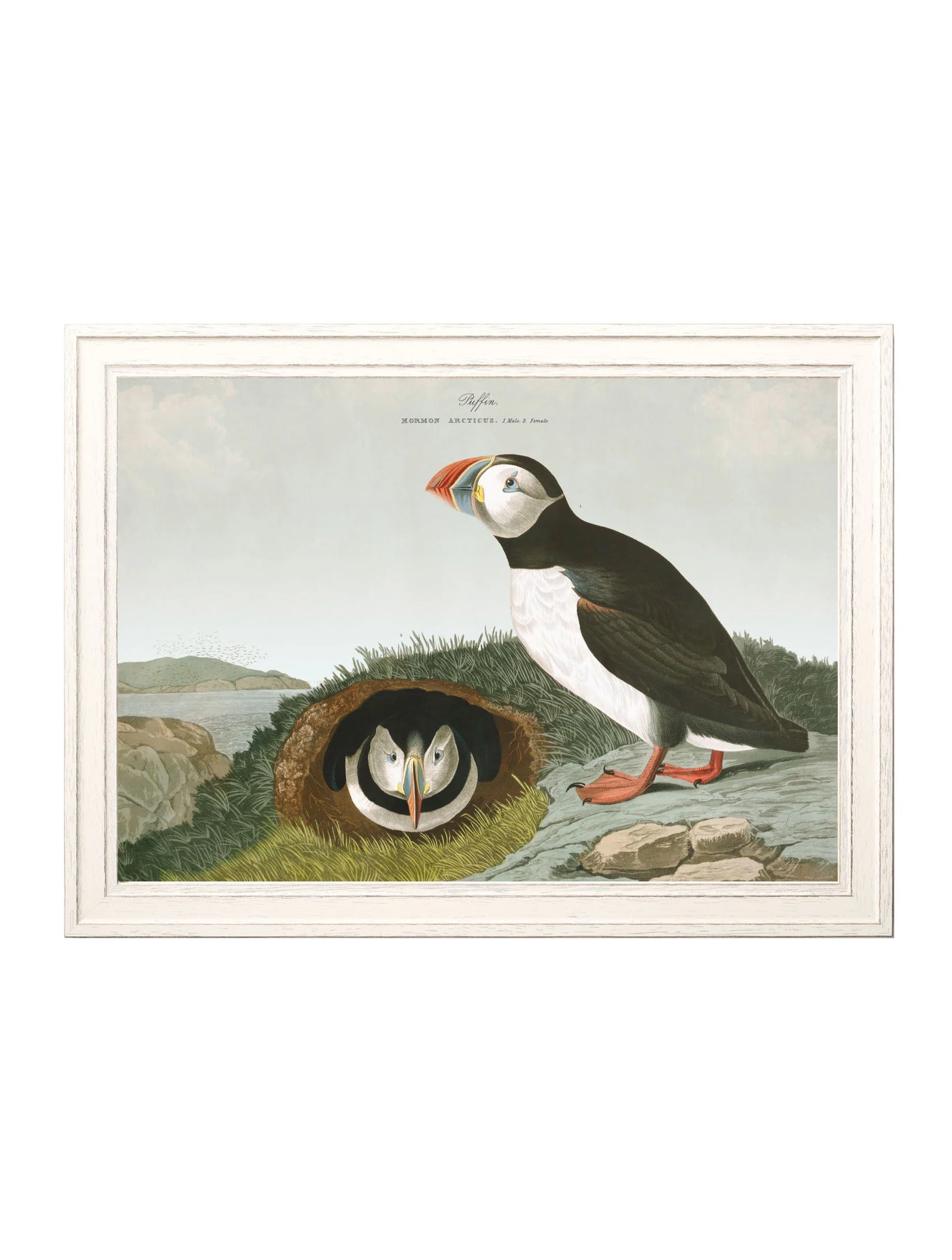 C.1838 AUDUBON'S PUFFIN - TheArtistsQuarter