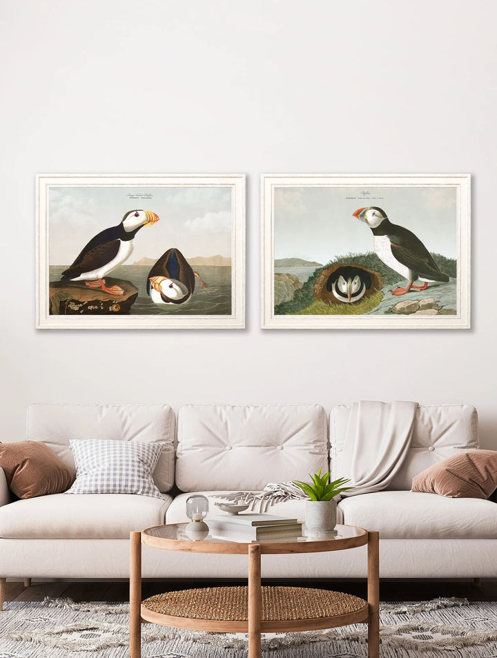 c.1838 Audubon's Puffins - TheArtistsQuarter