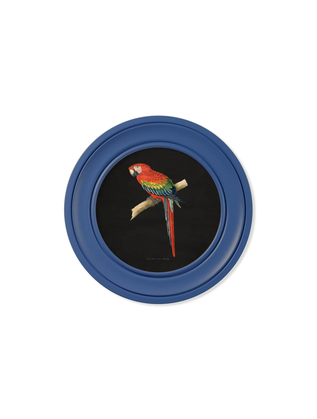 C.1884 Collection of Macaws in Round Frames Blue *NEW* - TheArtistsQuarter