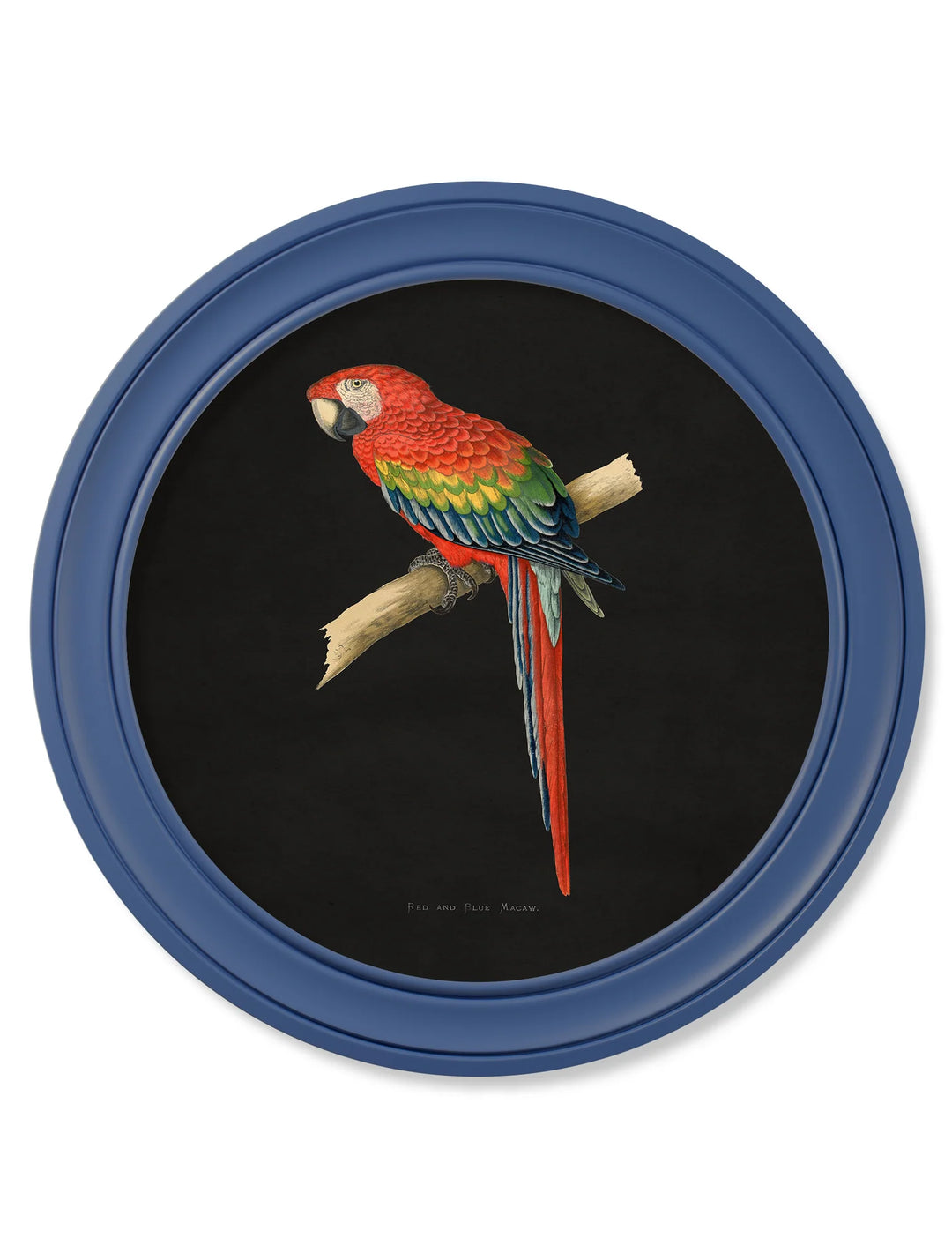 C.1884 Collection of Macaws in Round Frames Blue *NEW* - TheArtistsQuarter