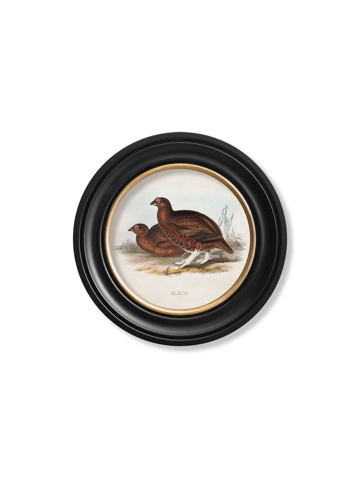 c.1837's British Game Birds - Round Frame - TheArtistsQuarter