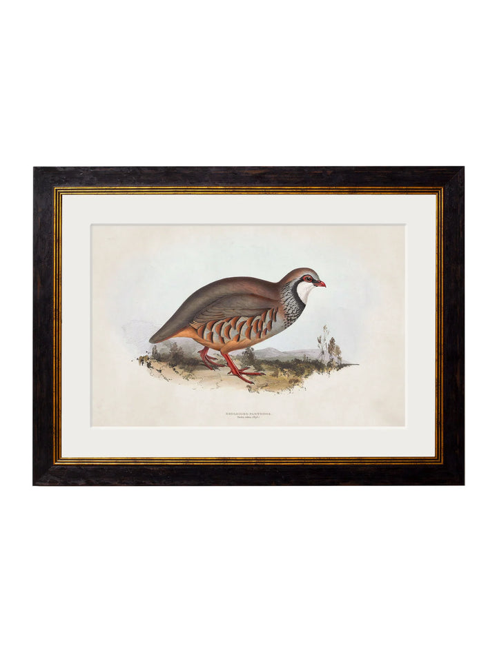 c.1837's British Game Birds - TheArtistsQuarter