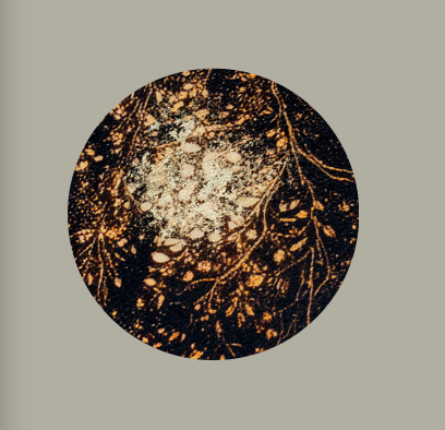Golden Roots By M.Torelli - TheArtistsQuarter