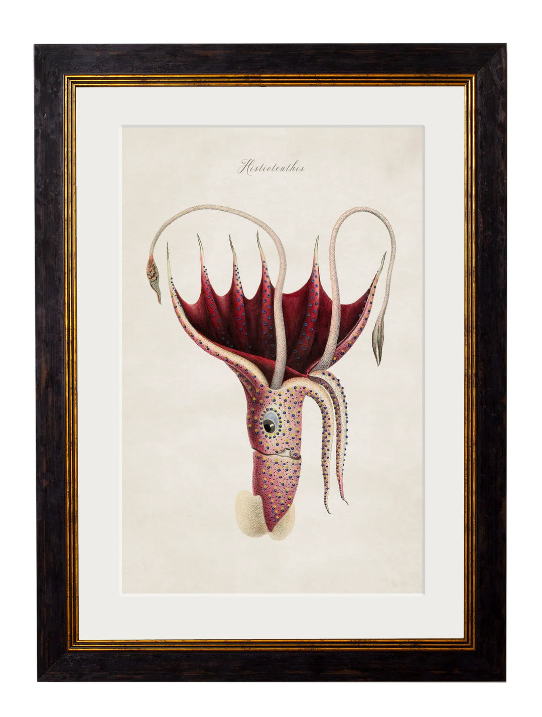 C.1876 Collection of Marine Animals - TheArtistsQuarter