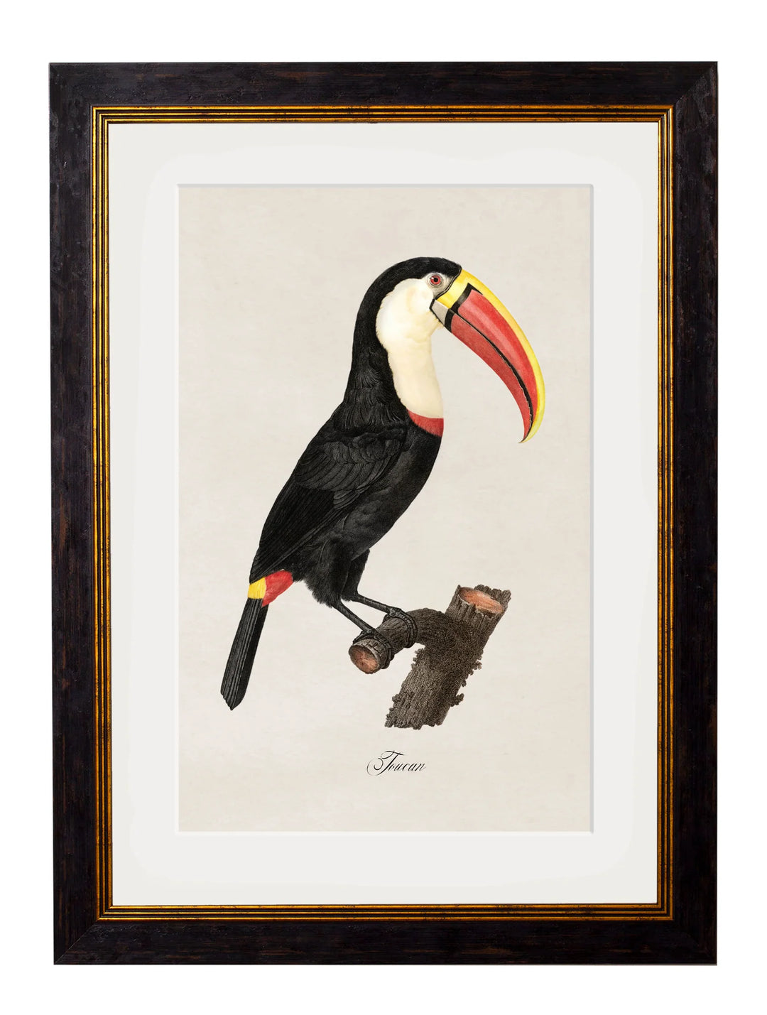 c.1848/1809 Toucans - TheArtistsQuarter