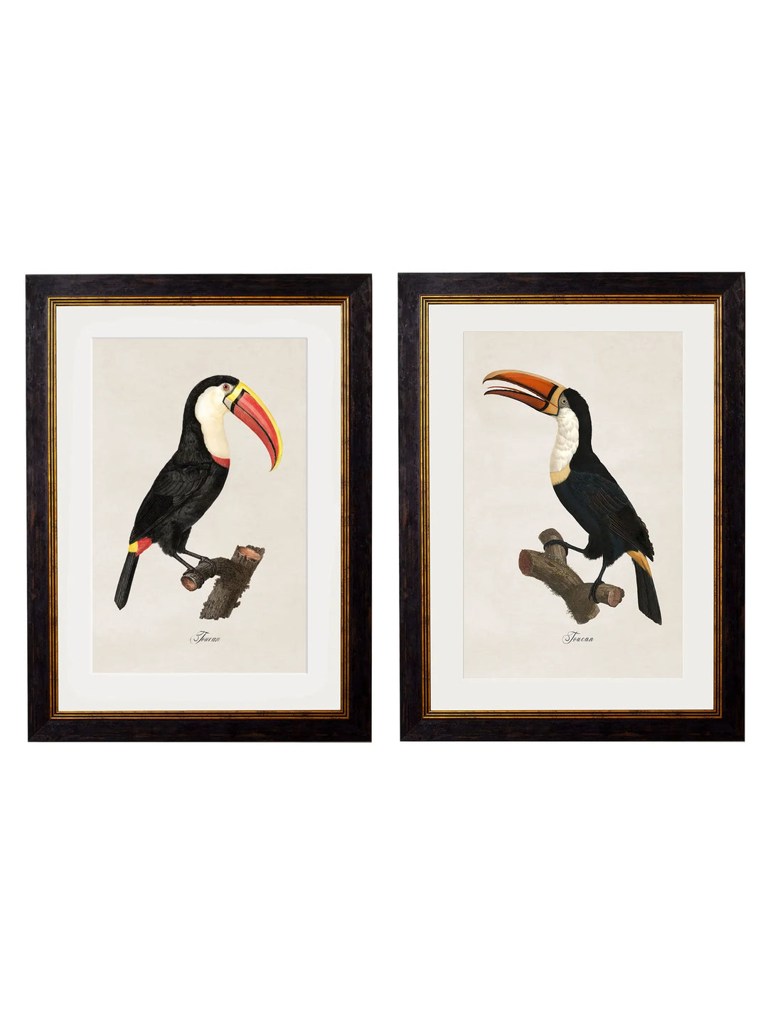 c.1848/1809 Toucans - TheArtistsQuarter