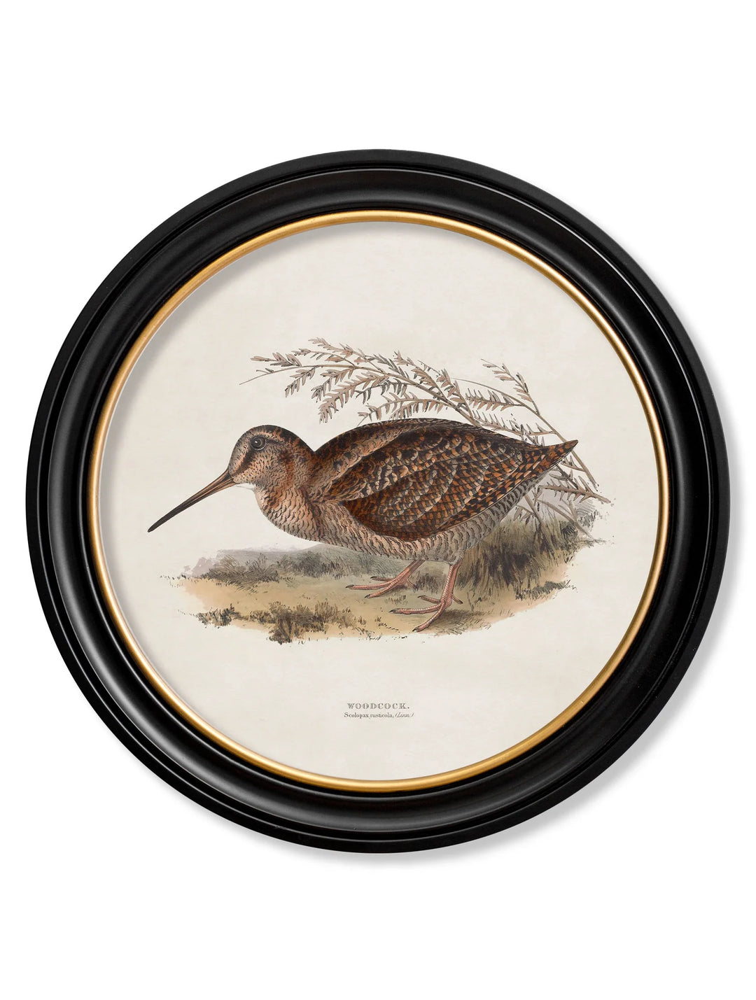 c.1837's British Game Birds - Round Frame - TheArtistsQuarter