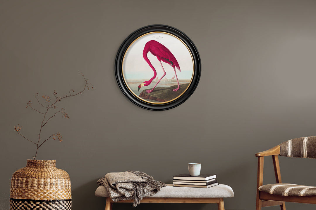 C.1838 Audubon's American Flamingo Round Frame - TheArtistsQuarter