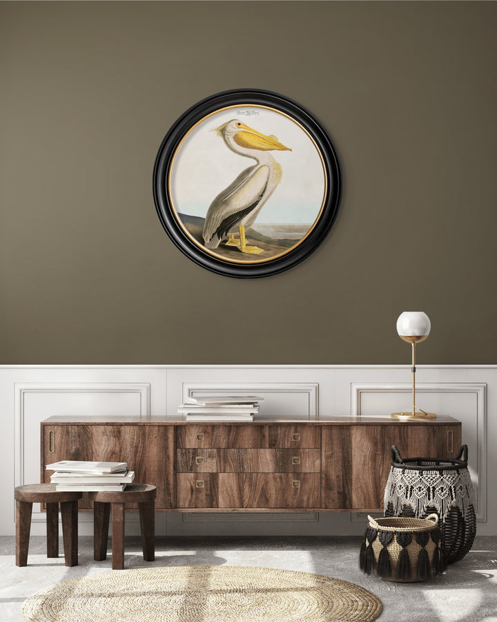 C.1838 Audubon's American Pelican - Round Frame - TheArtistsQuarter