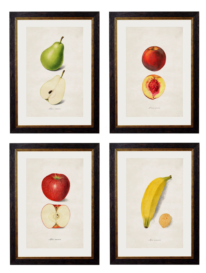 c.1886 Studies of Fruit - TheArtistsQuarter