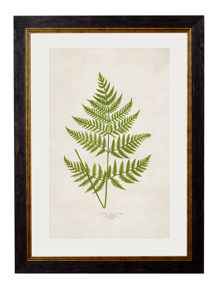 c.1864 Collection of British Ferns - TheArtistsQuarter