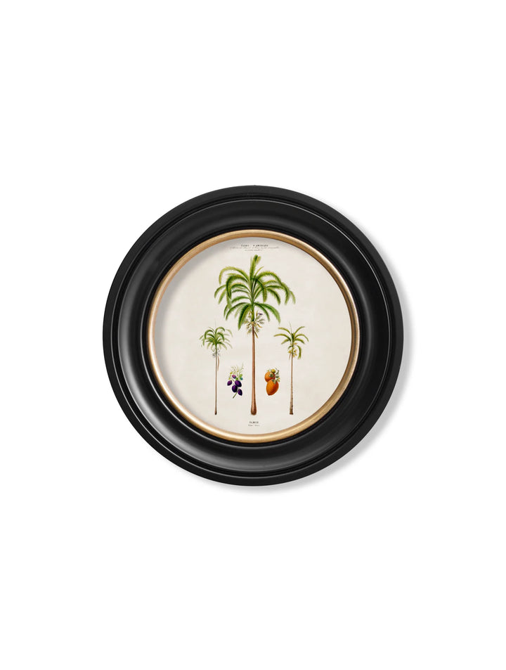 c.1843 Studies of South American Palm Trees in Round Frames - TheArtistsQuarter