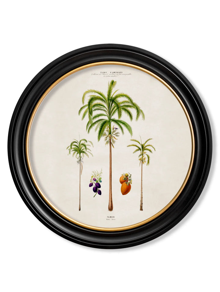 c.1843 Studies of South American Palm Trees in Round Frames - TheArtistsQuarter