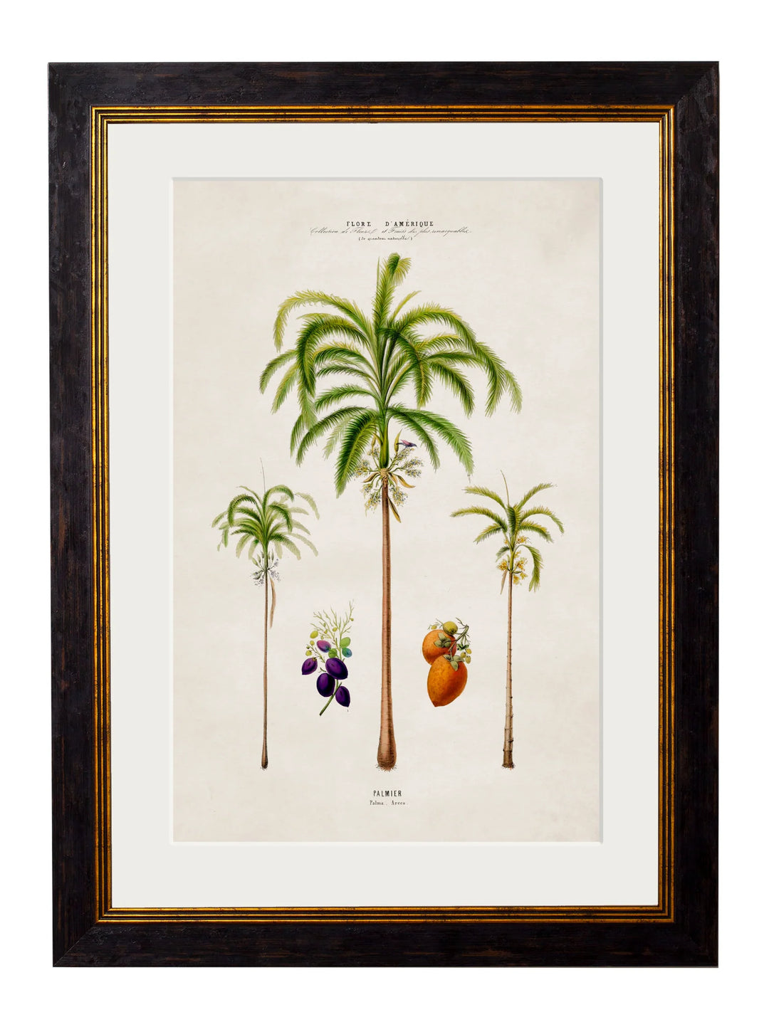 c.1843 Studies of South American Palm Trees - TheArtistsQuarter