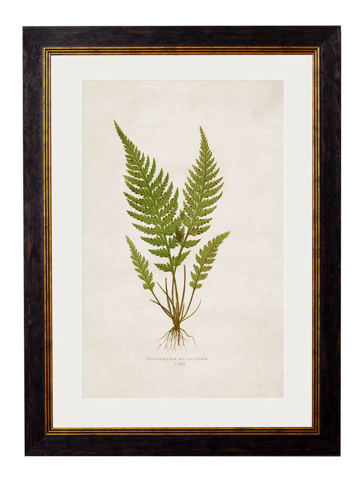 c.1864 Collection of British Ferns - TheArtistsQuarter