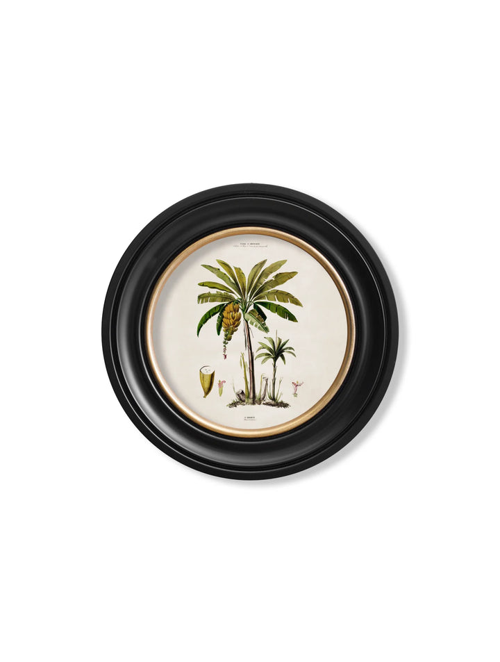 c.1843 Studies of South American Palm Trees in Round Frames - TheArtistsQuarter