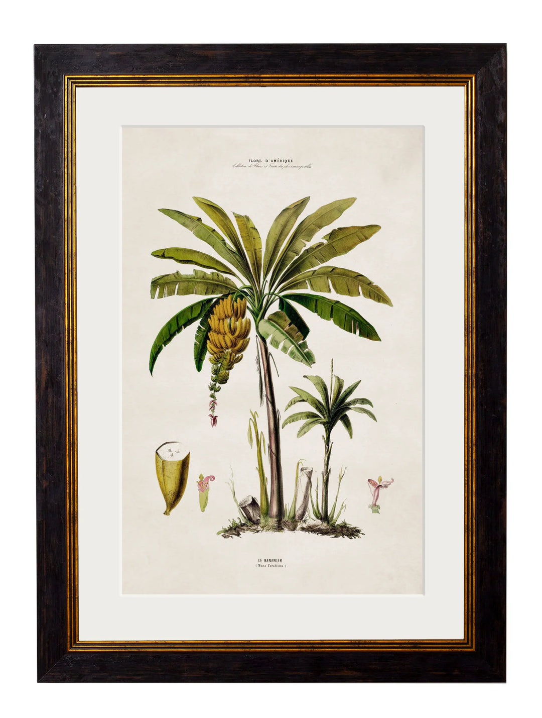 c.1843 Studies of South American Palm Trees Cancelled Order - TheArtistsQuarter