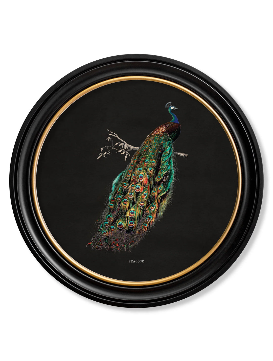 c.1847 Peacock in Round Frame - TheArtistsQuarter