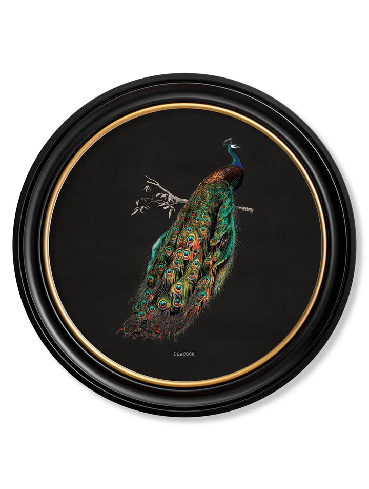 c.1847 Peacock in Round Frame - TheArtistsQuarter