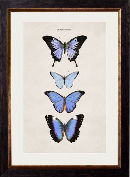 c.1835 Butterflies - TheArtistsQuarter