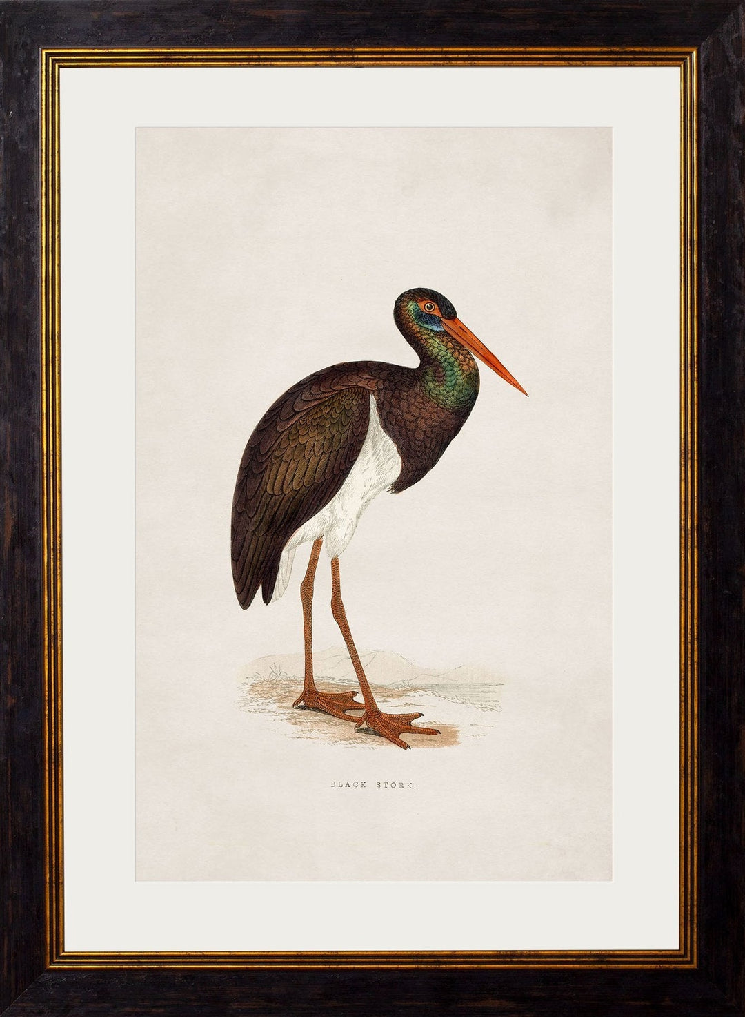 c.1850's British Wading Birds Cancelled Order - TheArtistsQuarter