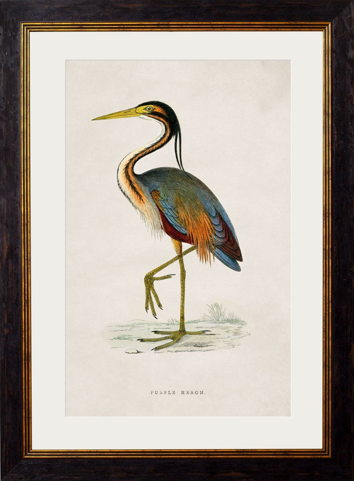 c.1850's British Wading Birds - TheArtistsQuarter