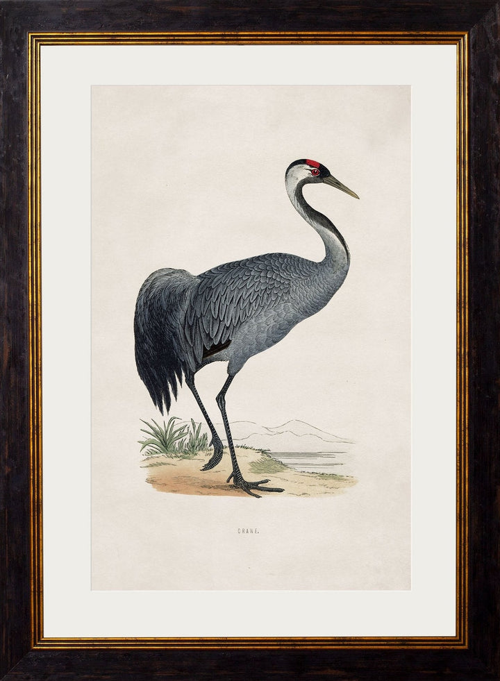 c.1850's British Wading Birds Cancelled Order - TheArtistsQuarter