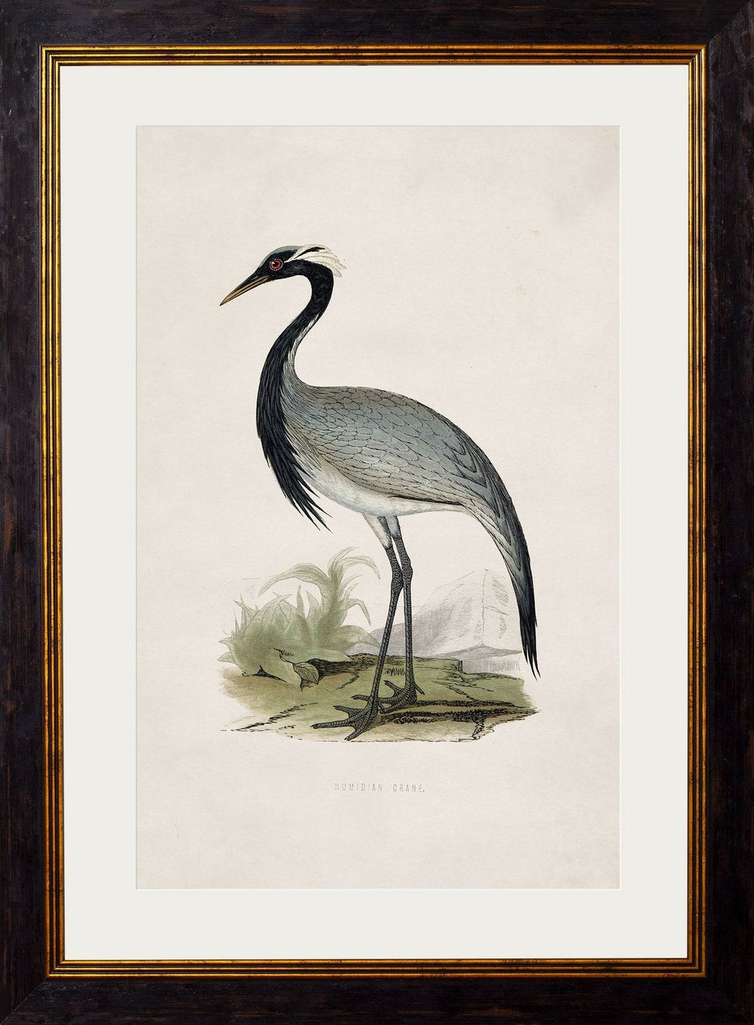 c.1850's British Wading Birds Cancelled Order - TheArtistsQuarter