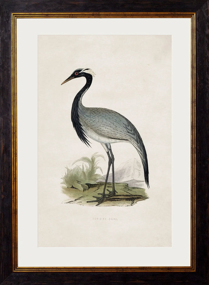 c.1850's British Wading Birds Cancelled Order