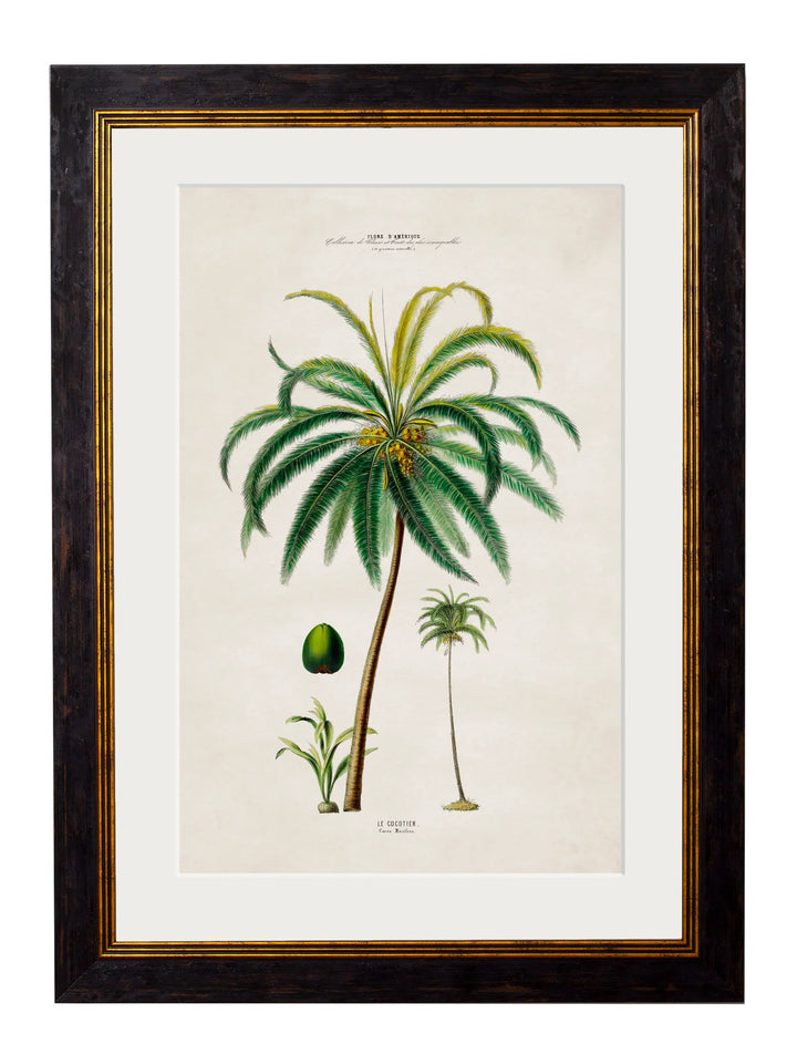 c.1843 Studies of South American Palm Trees Cancelled Order - TheArtistsQuarter