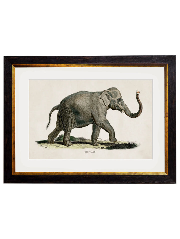 c.1846 Elephants - TheArtistsQuarter