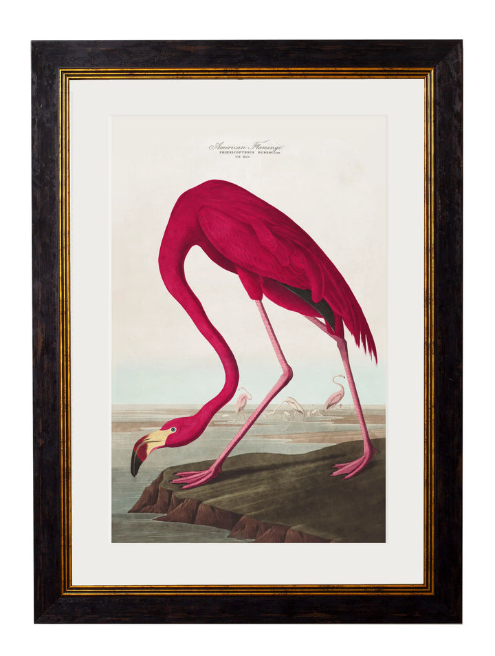 c.1838 Audubon's Birds of America - TheArtistsQuarter