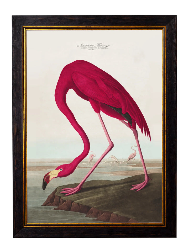 c.1838 Audubon's Birds of America - TheArtistsQuarter