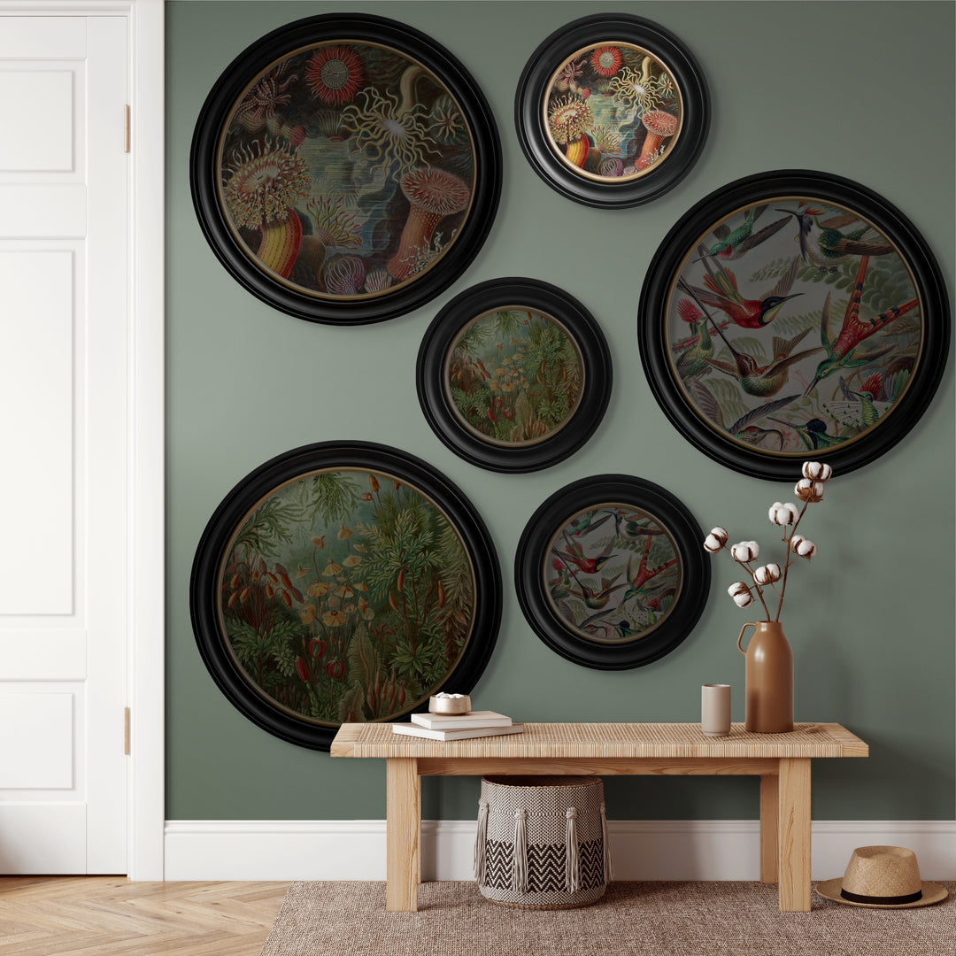 C.1904 Haeckel Flora And Fauna Round Frames - TheArtistsQuarter