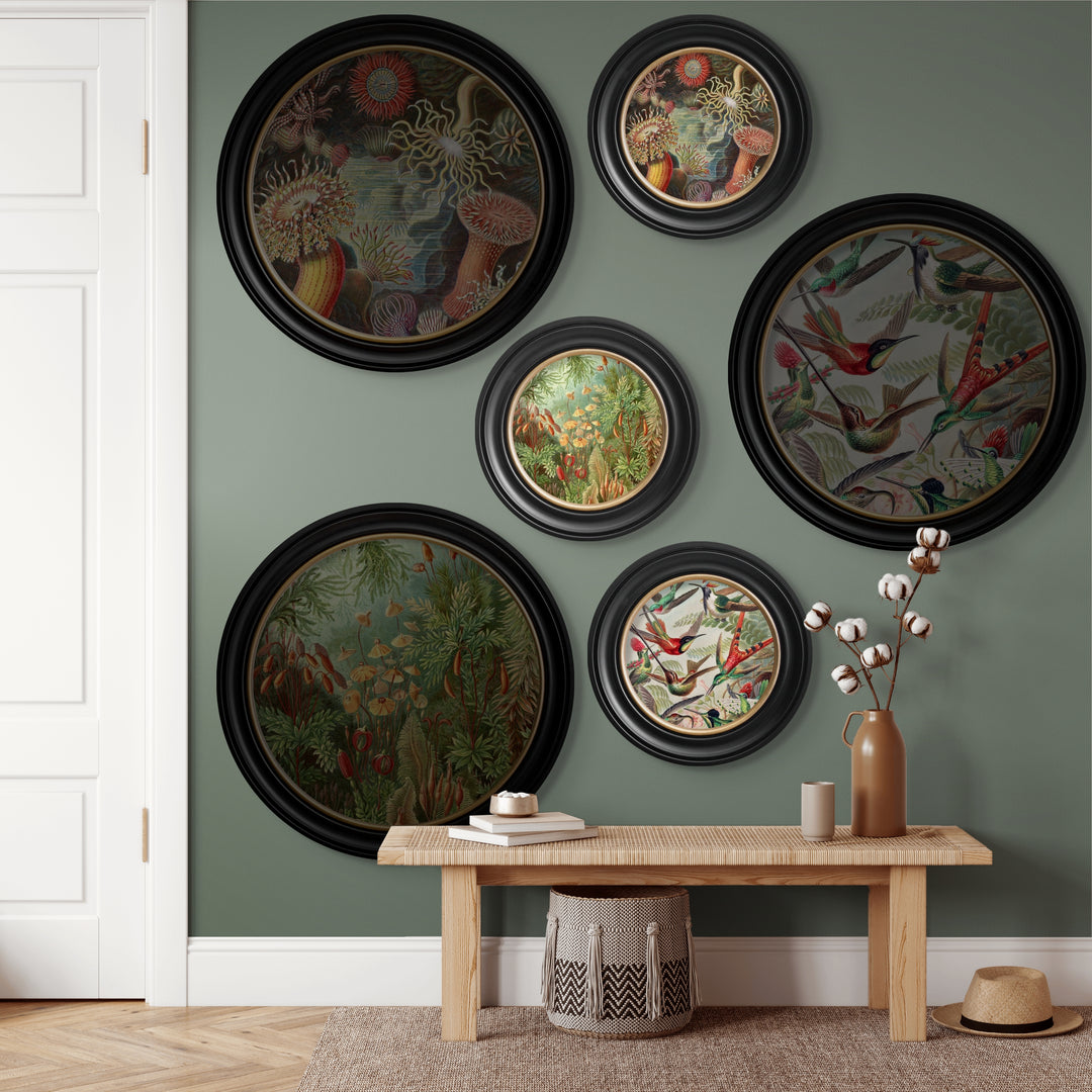 C.1904 Haeckel Flora And Fauna Round Frames - TheArtistsQuarter