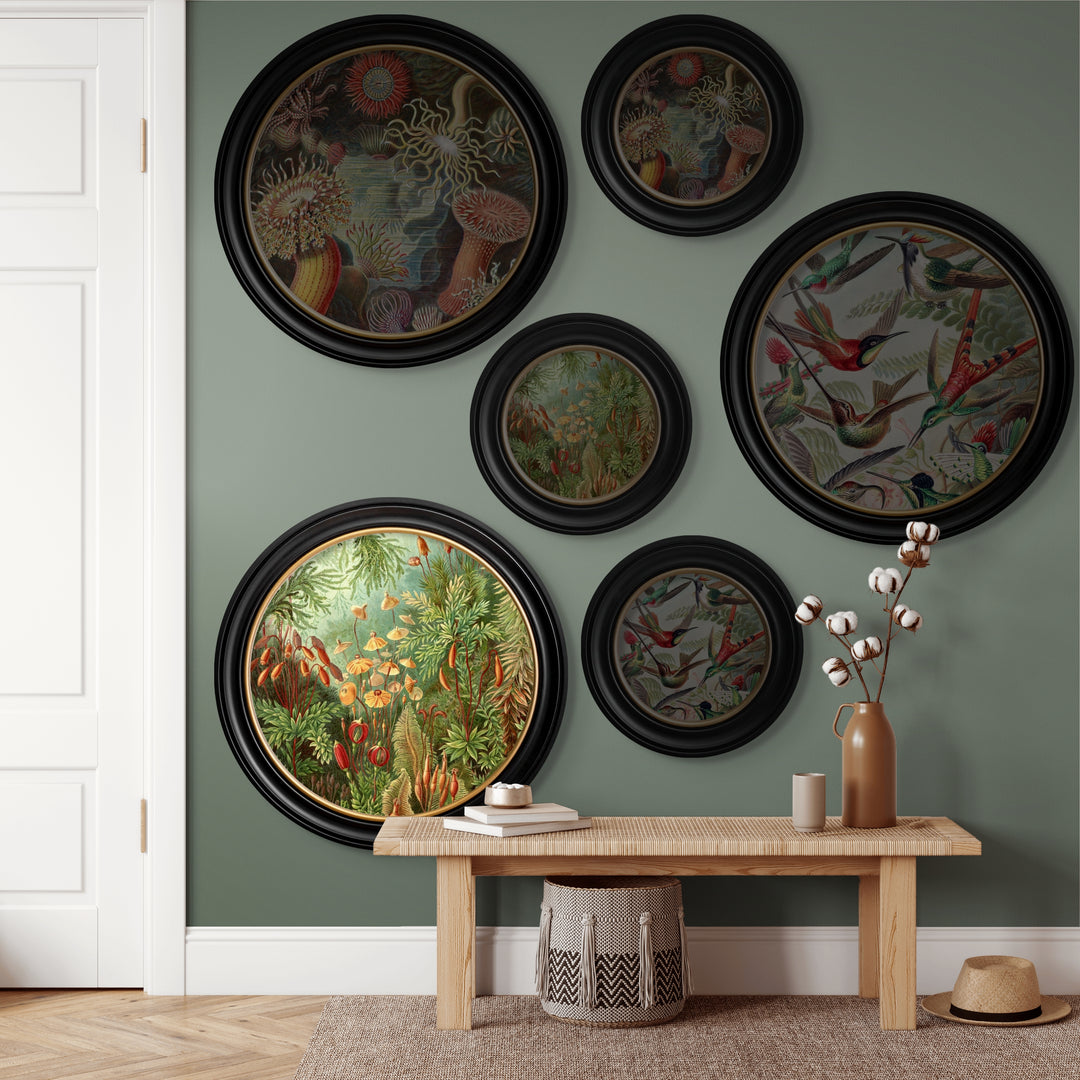 C.1904 Haeckel Flora And Fauna Round Frames - TheArtistsQuarter