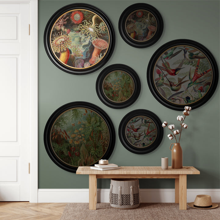 C.1904 Haeckel Flora And Fauna Round Frames - TheArtistsQuarter