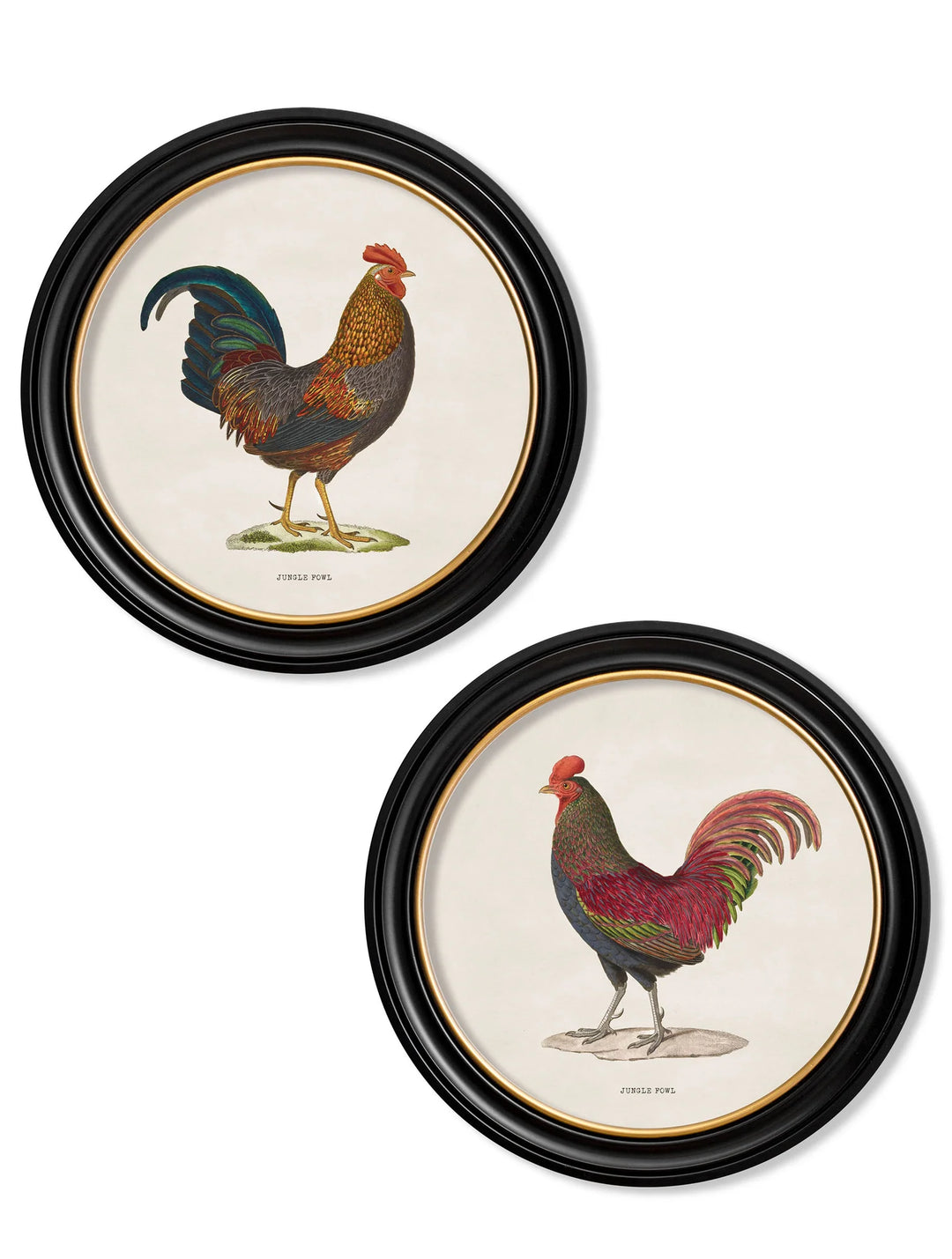 c.1838 Junglefowl in Round Frames - TheArtistsQuarter