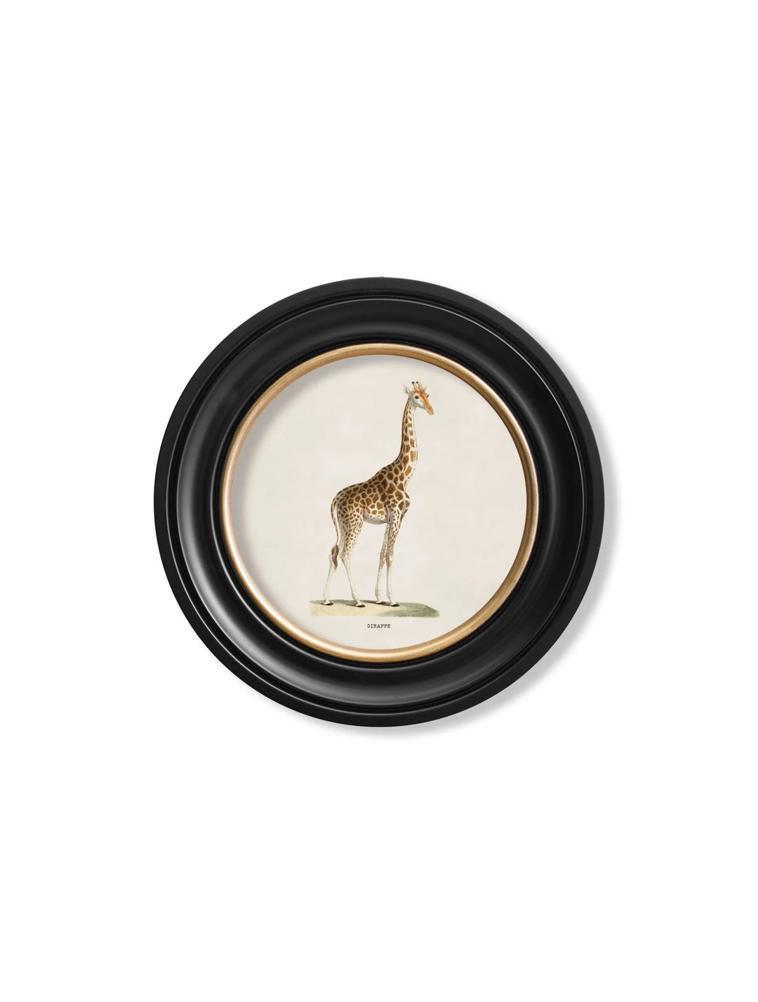 c.1836 Giraffe - Round Frame - TheArtistsQuarter