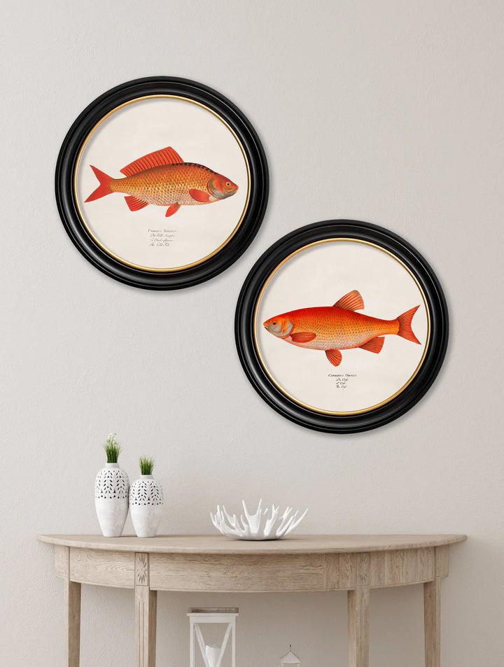 c.1785 Goldfish and Golden Orfe - Round Frame - TheArtistsQuarter