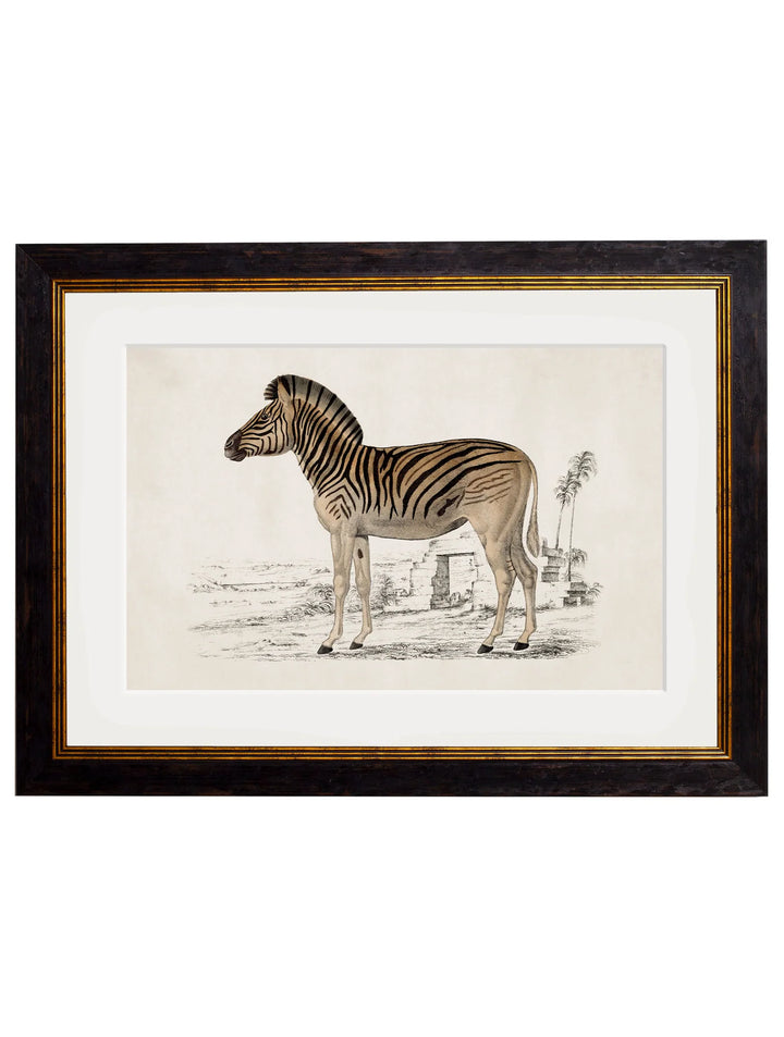 C.1836 Zebra - TheArtistsQuarter