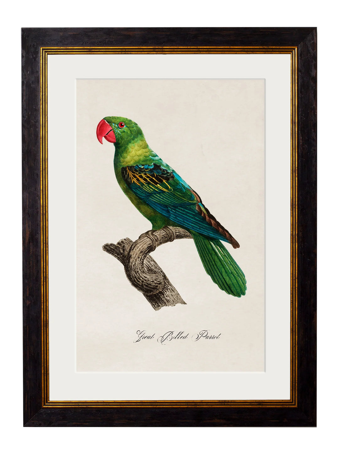 C.1800's Collection of Parrots - TheArtistsQuarter