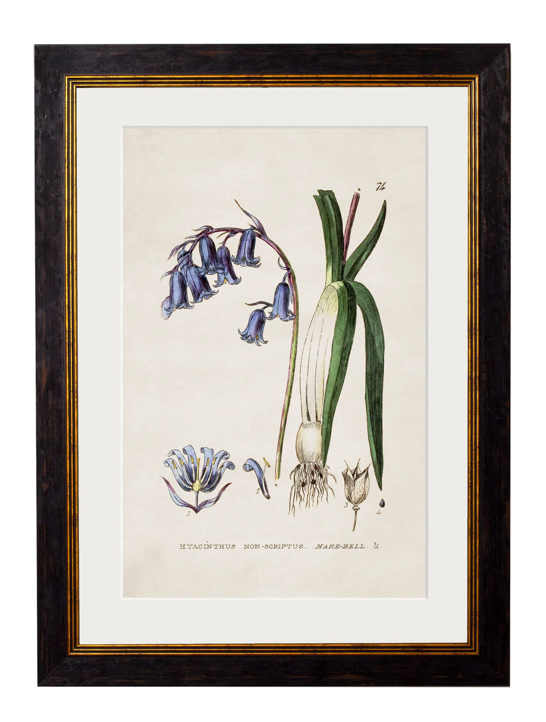 c.1837 British Flowering Plants - TheArtistsQuarter